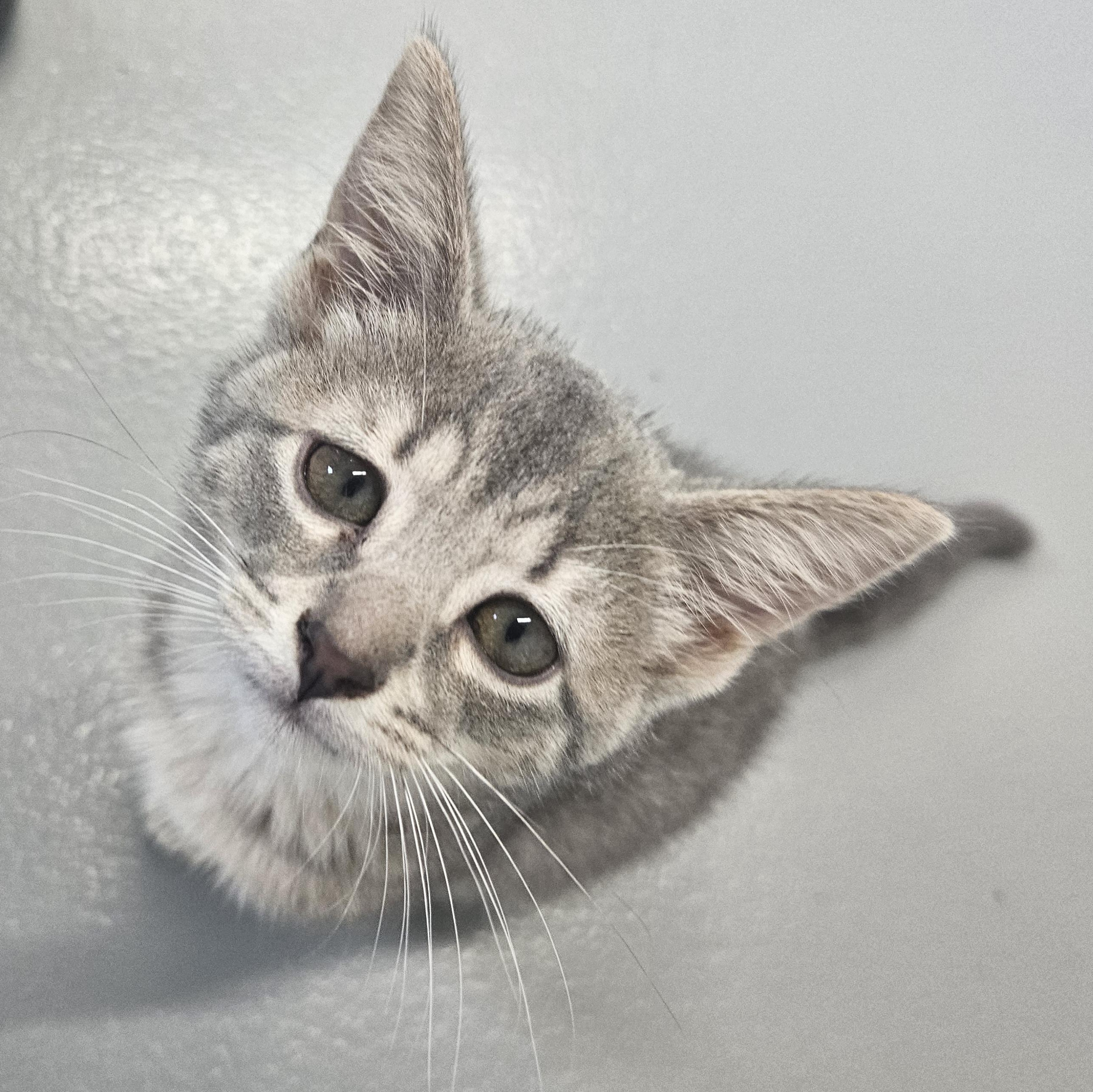 Krusty - At Pet Supplies Plus, ADOPTABLE, Kitten Female Domestic Short Hair.