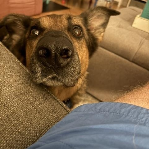 Maverick, an adopted German Shepherd Dog in Roswell, GA image 1/2