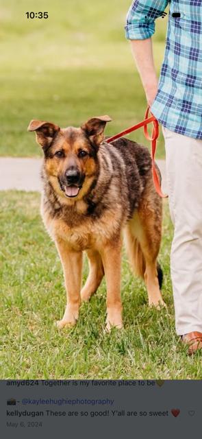 Maverick, an adopted German Shepherd Dog in Roswell, GA image 2/2
