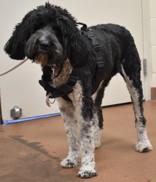 Enlarge Sofi (93756), a ADOPTABLE mixed breed in Spanish Fork, UT image 1/1