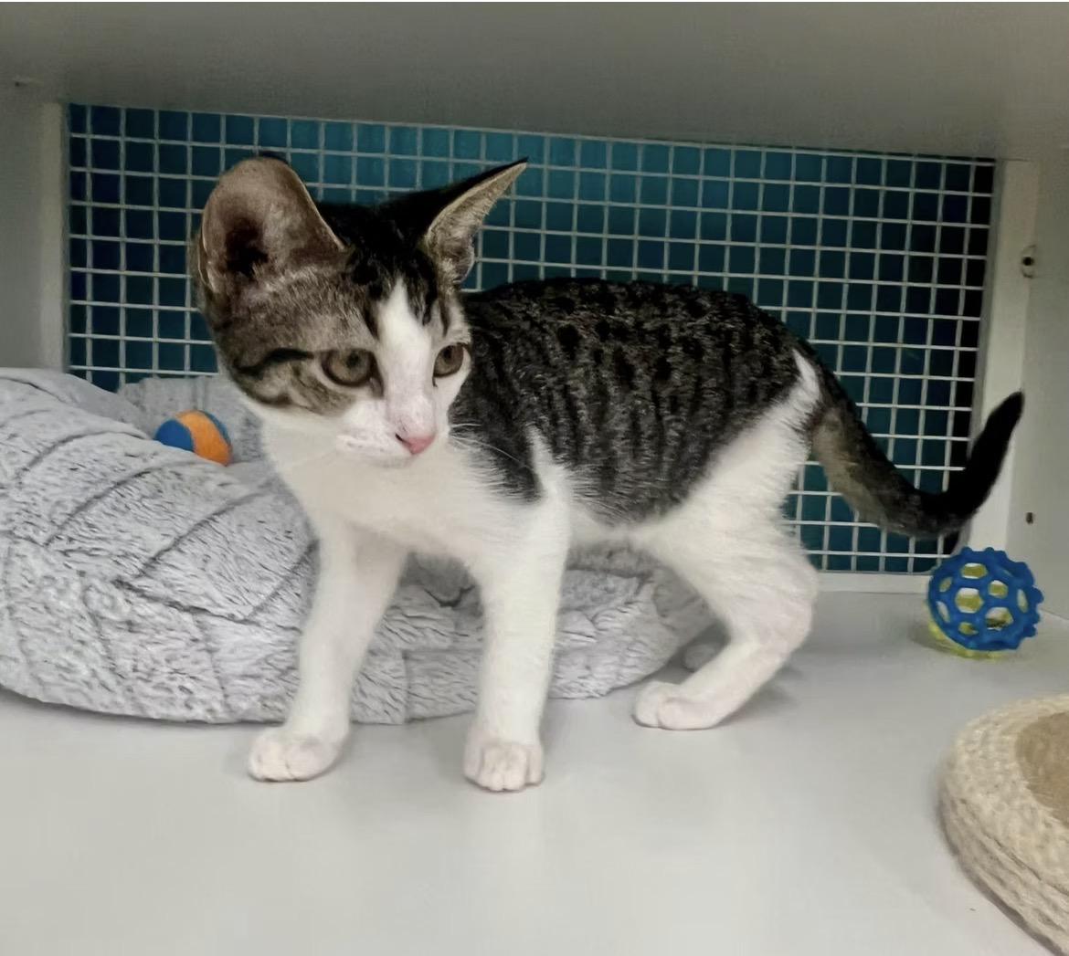 Peter Pan, ADOPTABLE, Kitten Male Domestic Short Hair.