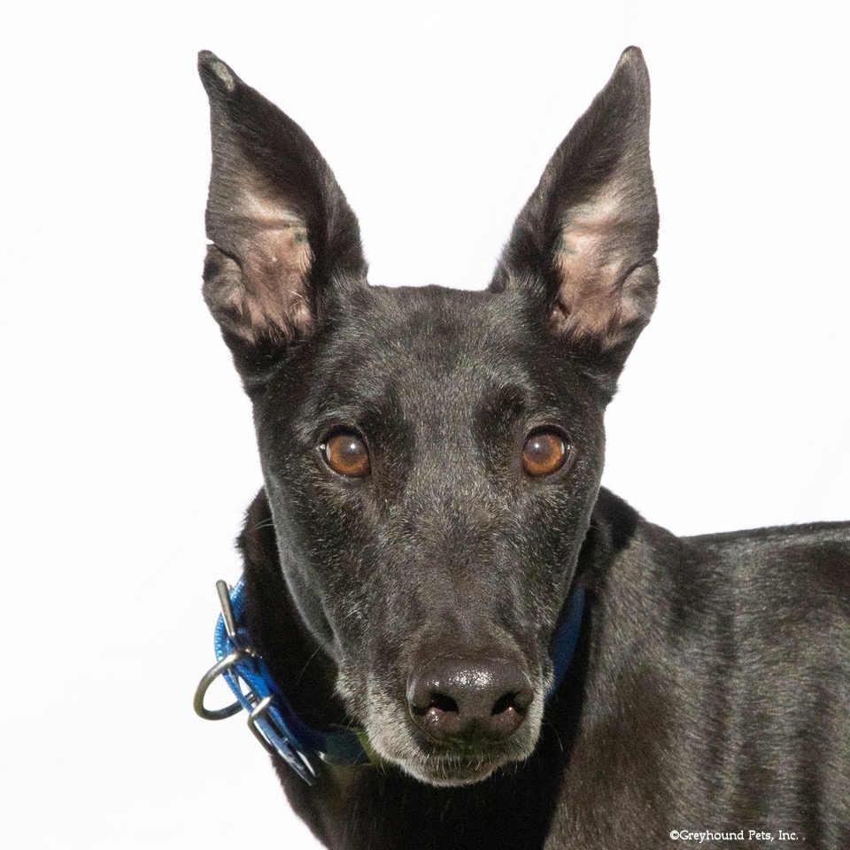 Enlarge Liam, a Adopted Greyhound in Woodinville, WA image 1/2