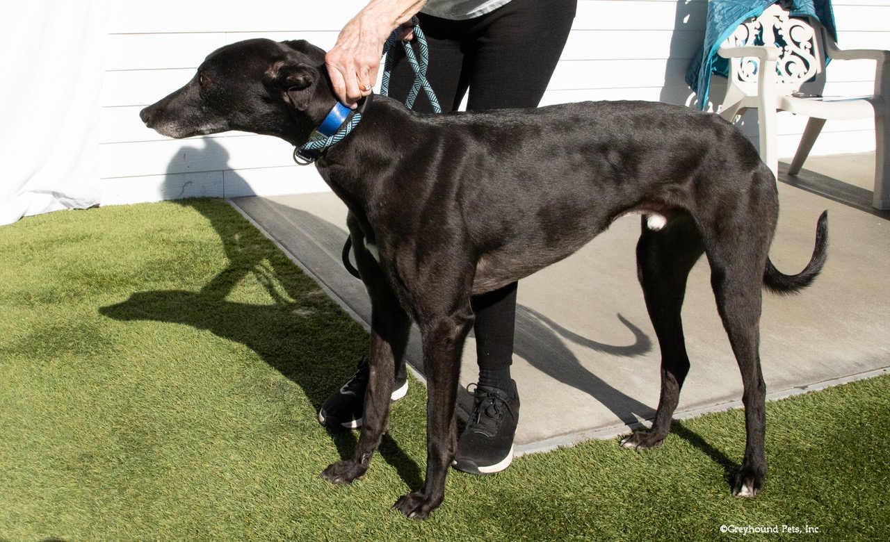 Enlarge Liam, a Adopted Greyhound in Woodinville, WA image 2/2