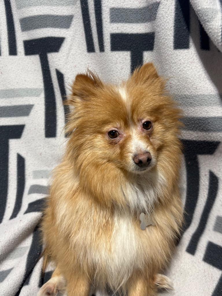 Cody $500, Adoptable, Adult Male Pomeranian.