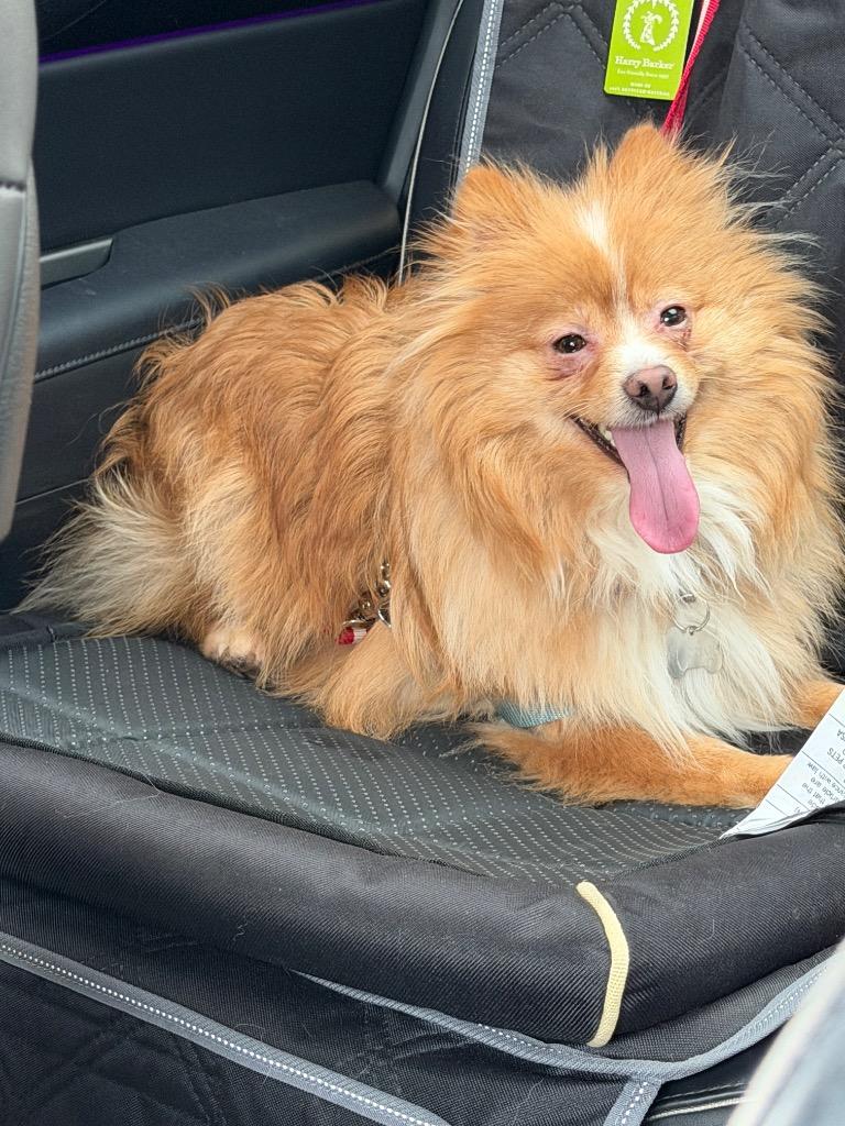 Enlarge Cody $500, a Adoptable Pomeranian in Milwaukee, WI image 2/3