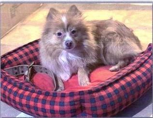 Enlarge Cody $500, a Adoptable Pomeranian in Milwaukee, WI image 3/3