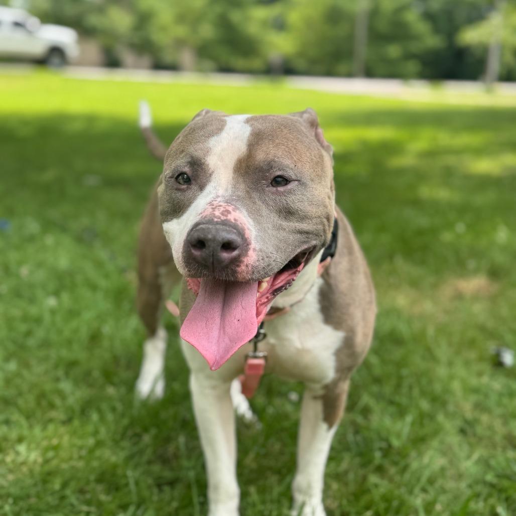 Enlarge Carmen, a Adoptable Mixed Breed in Springboro, OH image 1/6