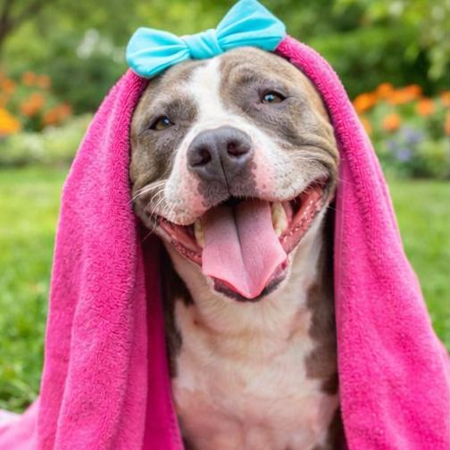 Enlarge Carmen, a Adoptable Mixed Breed in Springboro, OH image 4/6