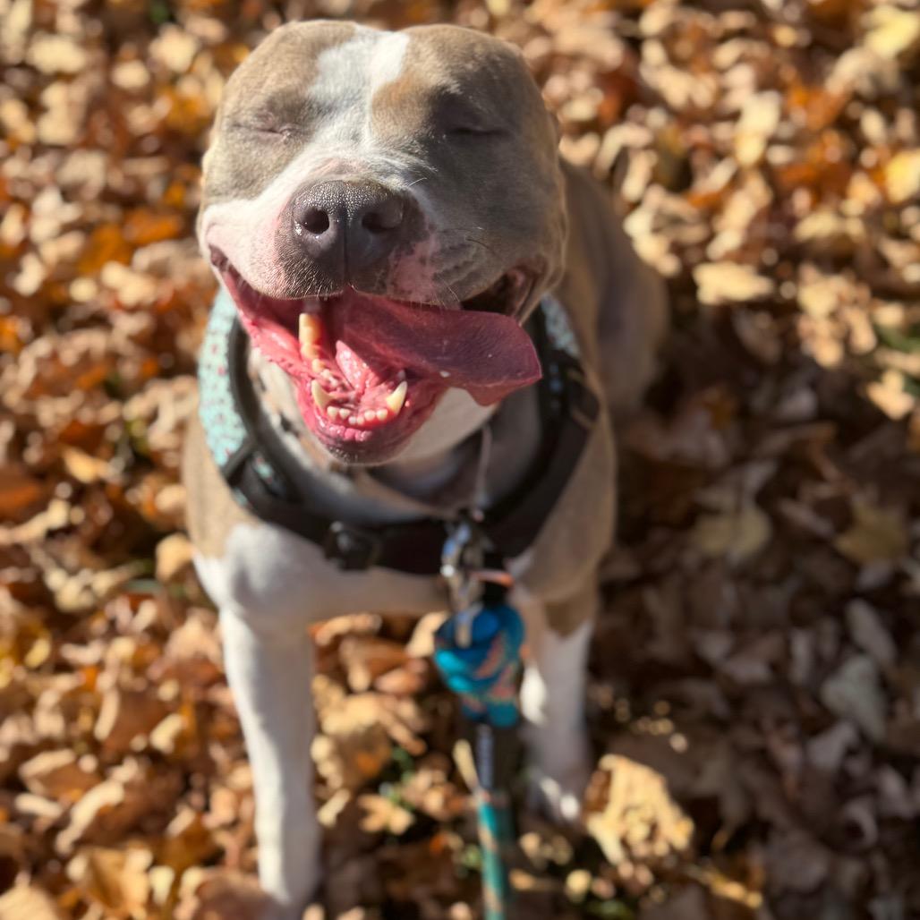 Enlarge Carmen, a Adoptable Mixed Breed in Springboro, OH image 4/6