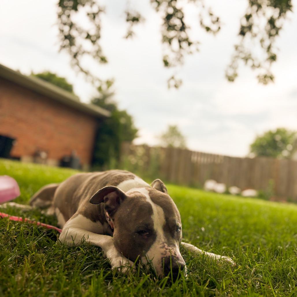Enlarge Carmen, a Adoptable Mixed Breed in Springboro, OH image 6/6