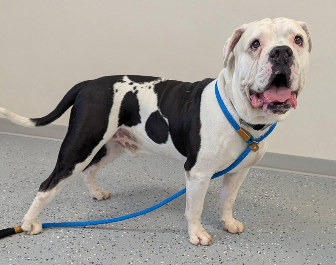 Koa, Adoptable, Adult Male American Bulldog.
