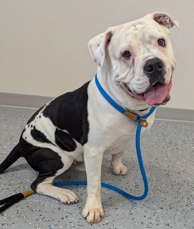 Enlarge Koa, a Adoptable American Bulldog in Yankton, SD image 2/5