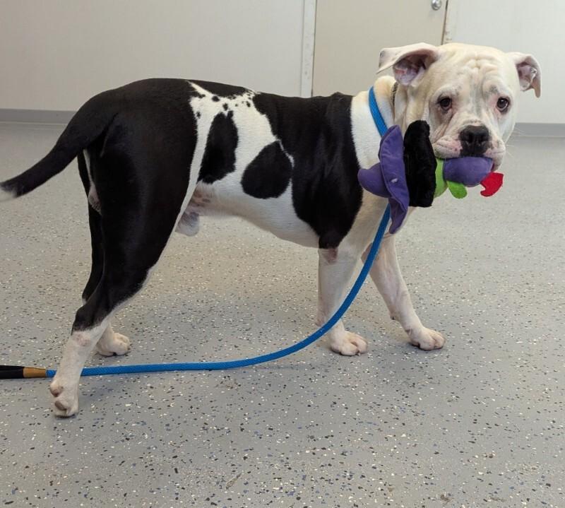 Enlarge Koa, a Adoptable American Bulldog in Yankton, SD image 3/5