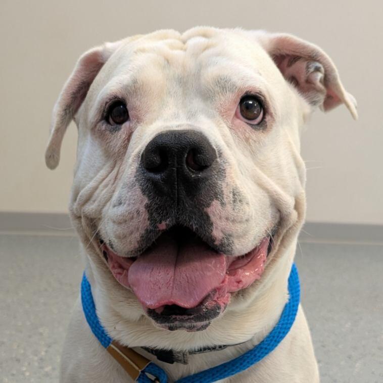 Enlarge Koa, a Adoptable American Bulldog in Yankton, SD image 4/5