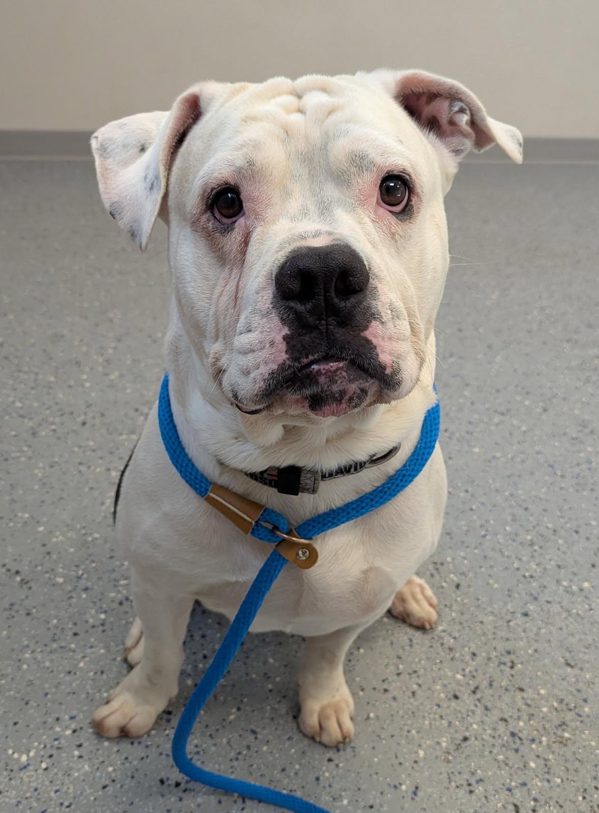 Enlarge Koa, a Adoptable American Bulldog in Yankton, SD image 5/5