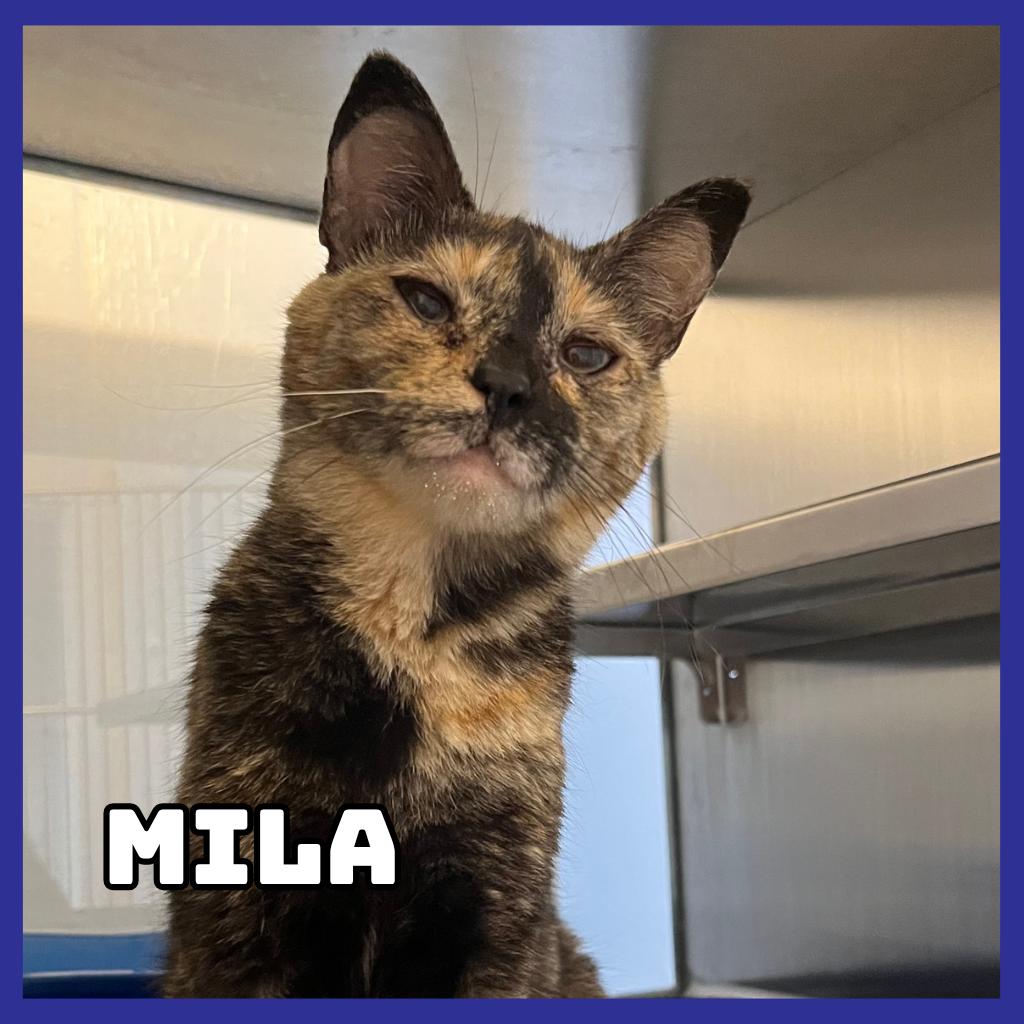 Mila, Adoptable, Adult Female Domestic Short Hair.