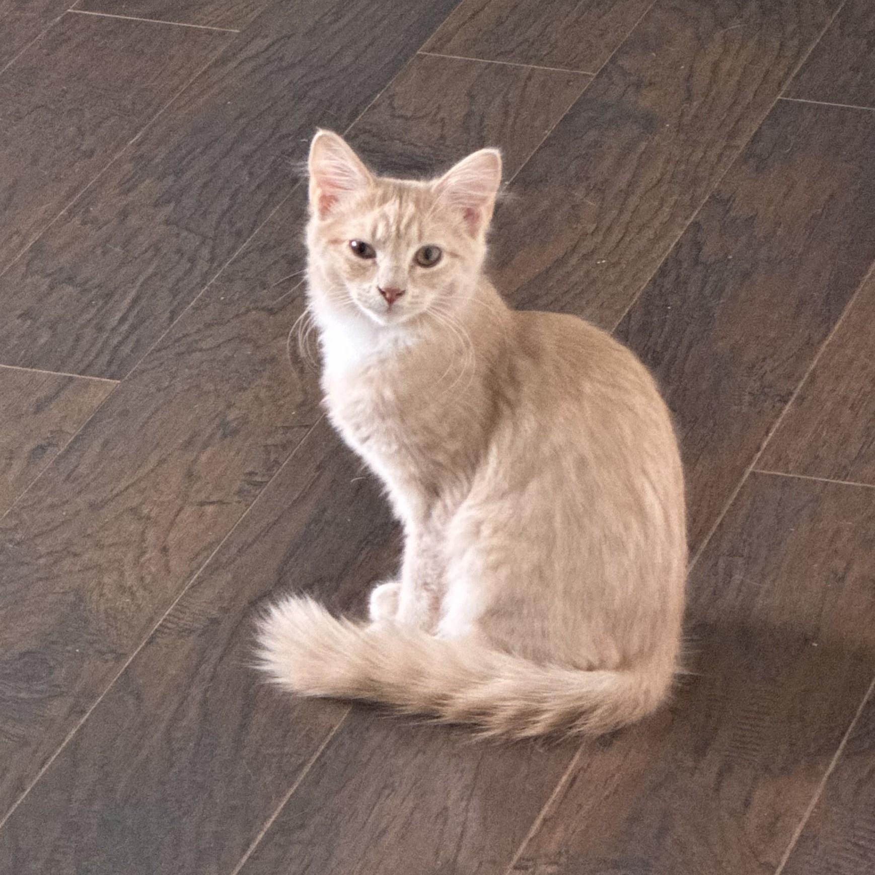 Castor Oyl (EH), Adoptable, Young Female Domestic Medium Hair.