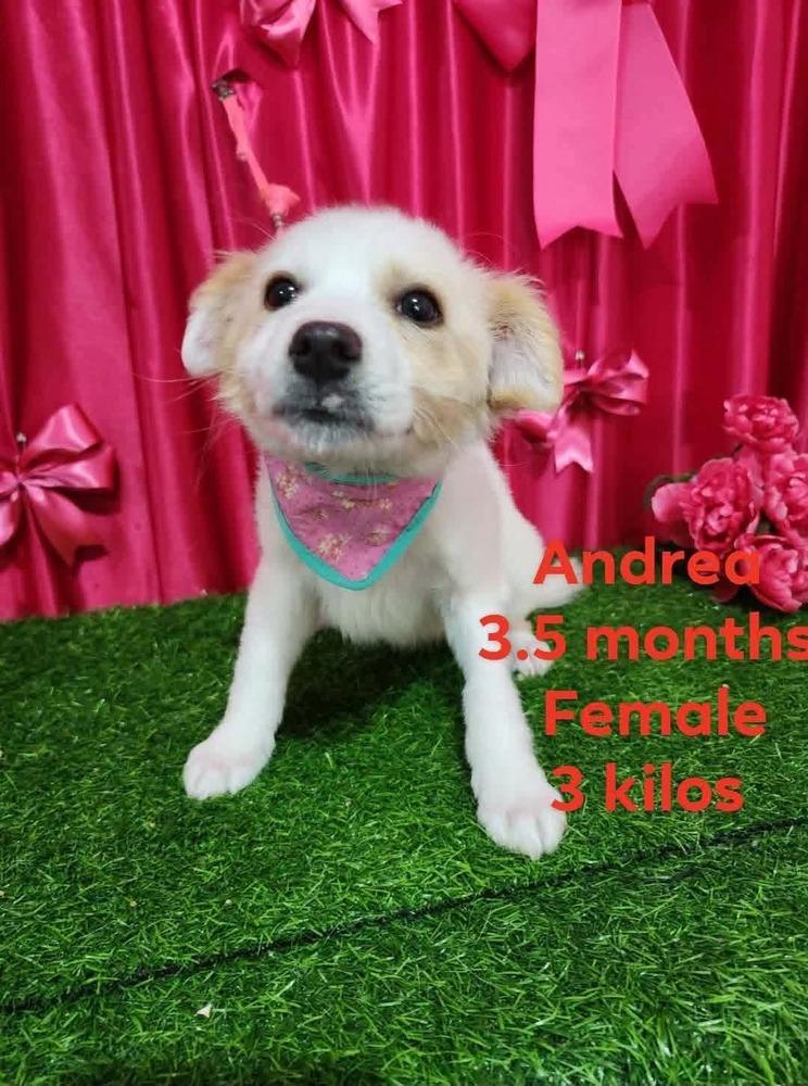 Enlarge Andrea, a Adopted mixed breed in Cortez, CO image 1/1