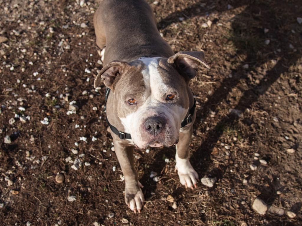 Enlarge Chiarra, a Adoptable American Bulldog in Lansing, KS image 1/3