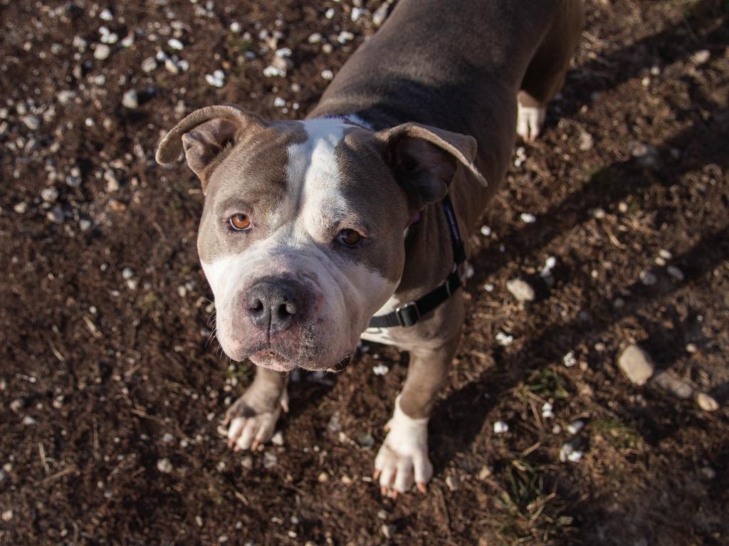 Enlarge Chiarra, a Adoptable American Bulldog in Lansing, KS image 2/3