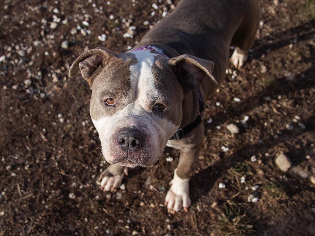 Enlarge Chiarra, a Adoptable American Bulldog in Lansing, KS image 3/3