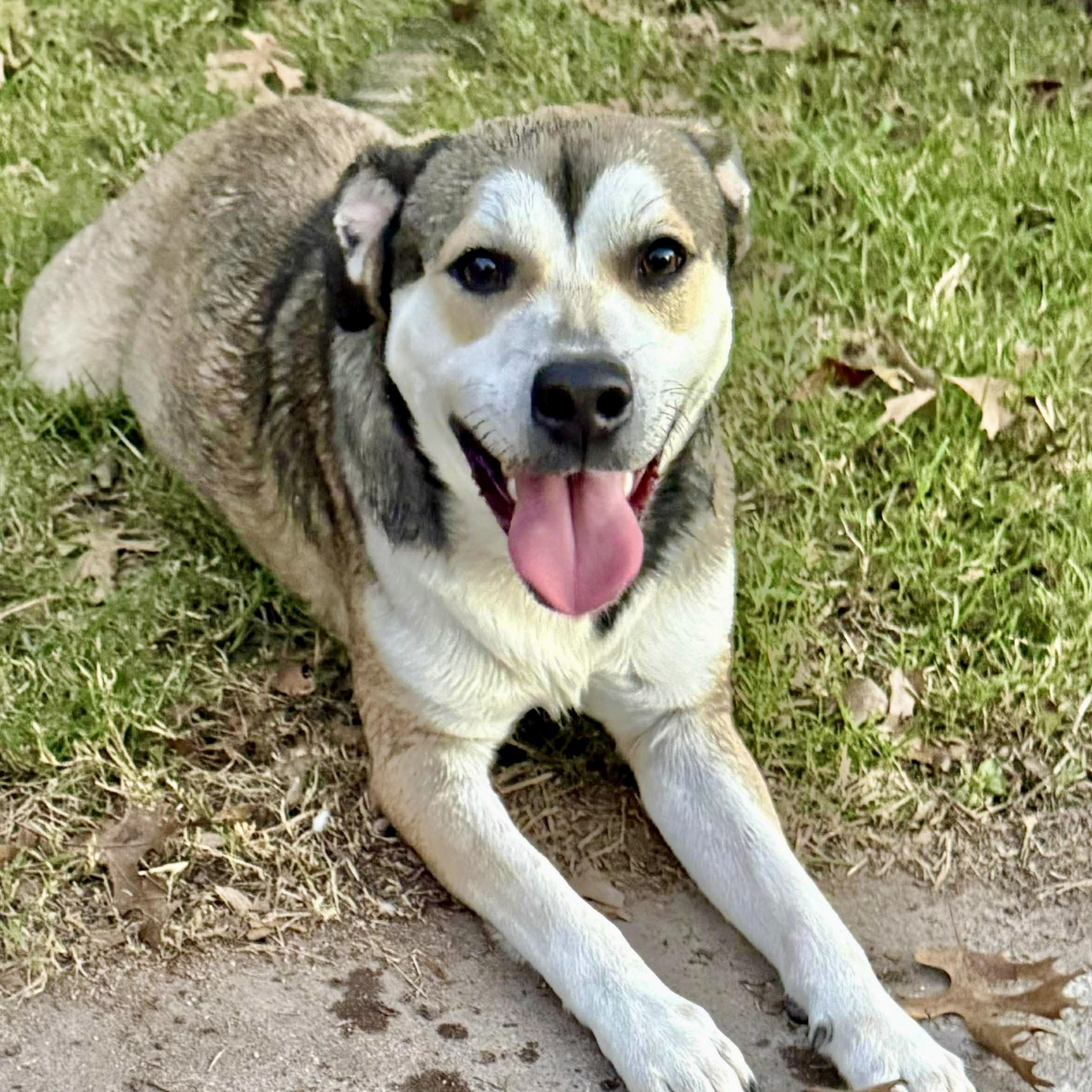 Dan, Adoptable, Adult Male Australian Shepherd & Alaskan Malamute.