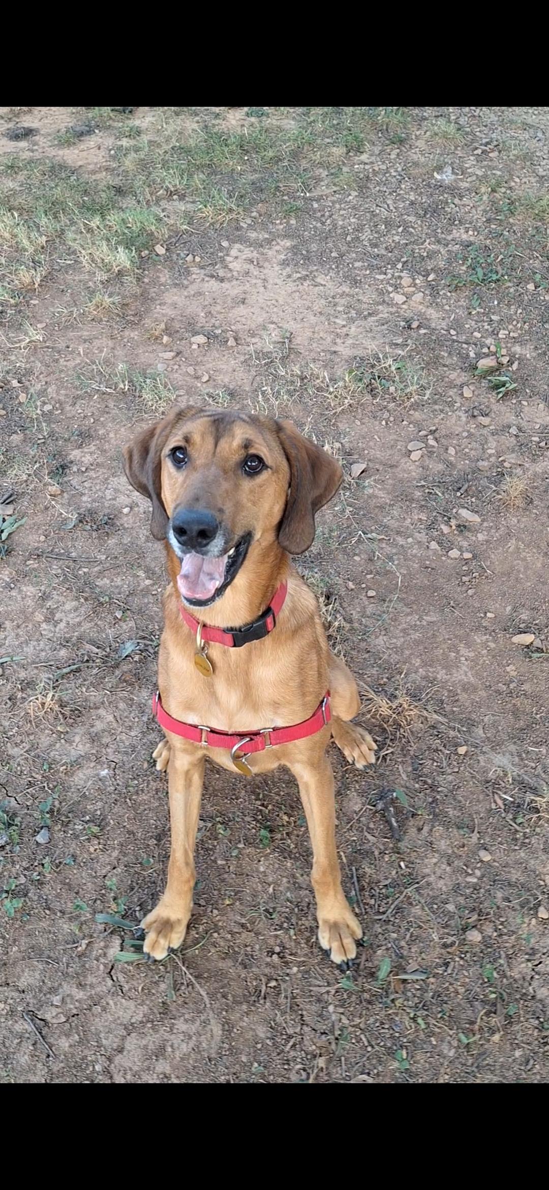 Enlarge JarJar (North Carolina), a Adoptable Hound in Raleigh, NC image 4/6