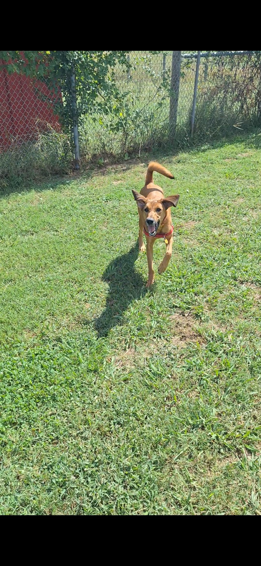 Enlarge JarJar (North Carolina), a Adoptable Hound in Raleigh, NC image 6/6