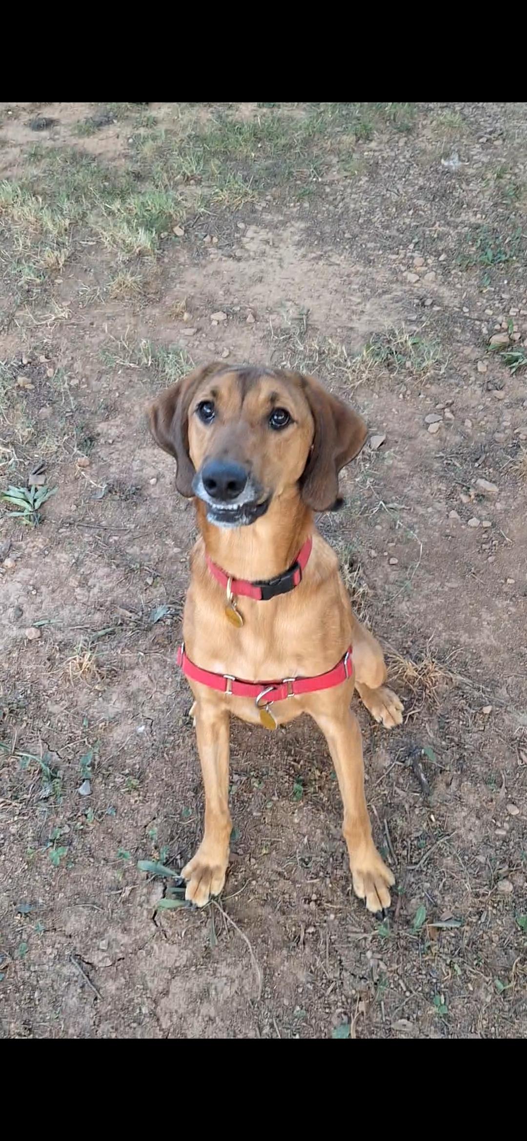 Enlarge JarJar (North Carolina), a Adoptable Hound in Raleigh, NC image 5/6