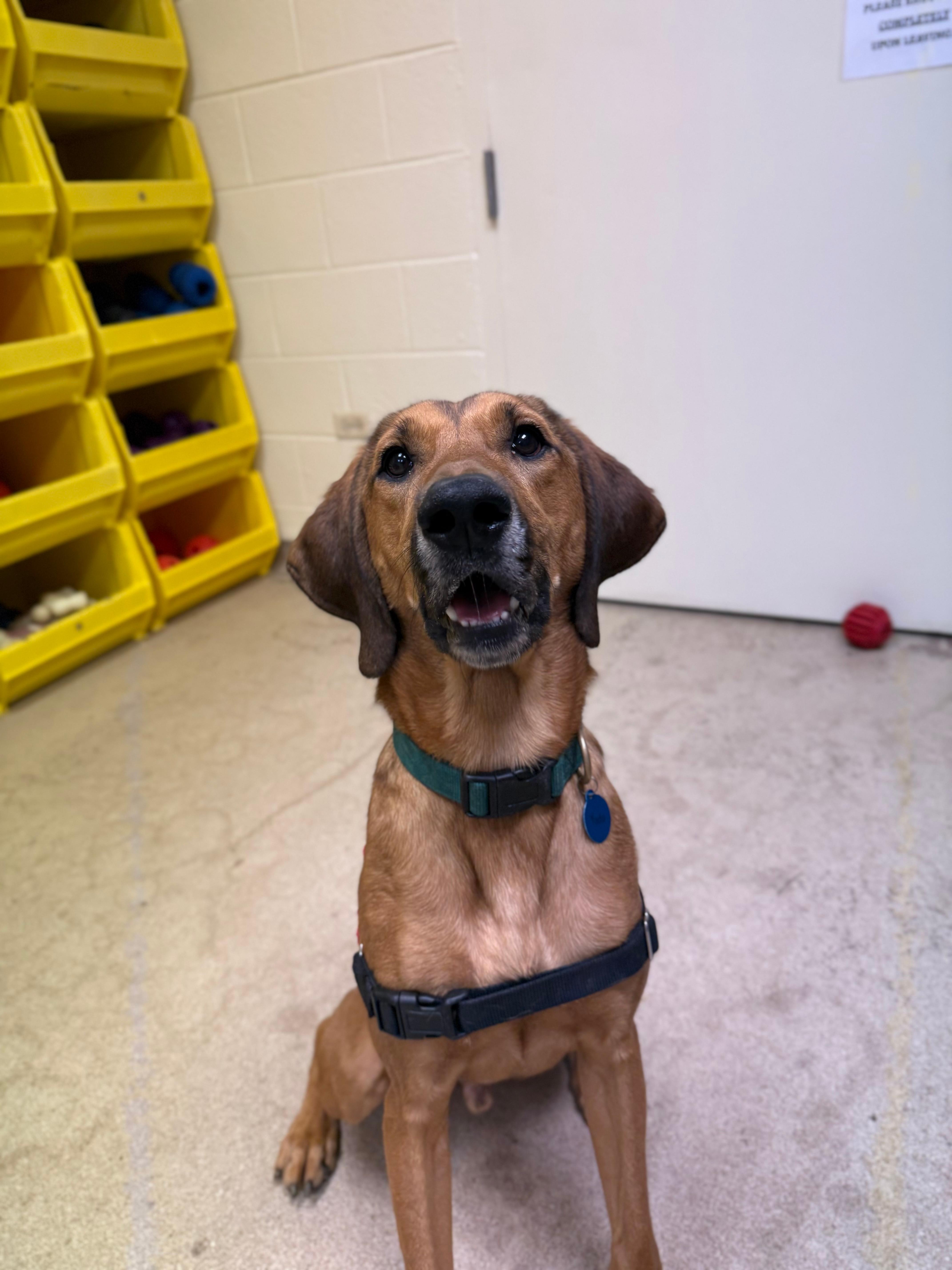 Enlarge JarJar (North Carolina), a Adoptable Hound in Raleigh, NC image 2/6
