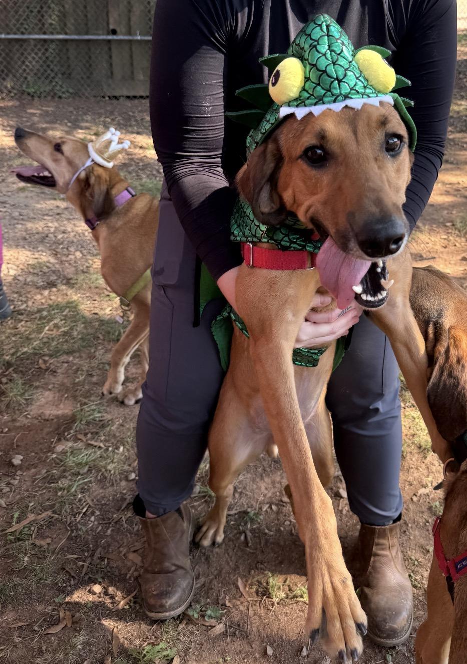 Enlarge JarJar (North Carolina), a Adoptable Hound in Raleigh, NC image 3/6