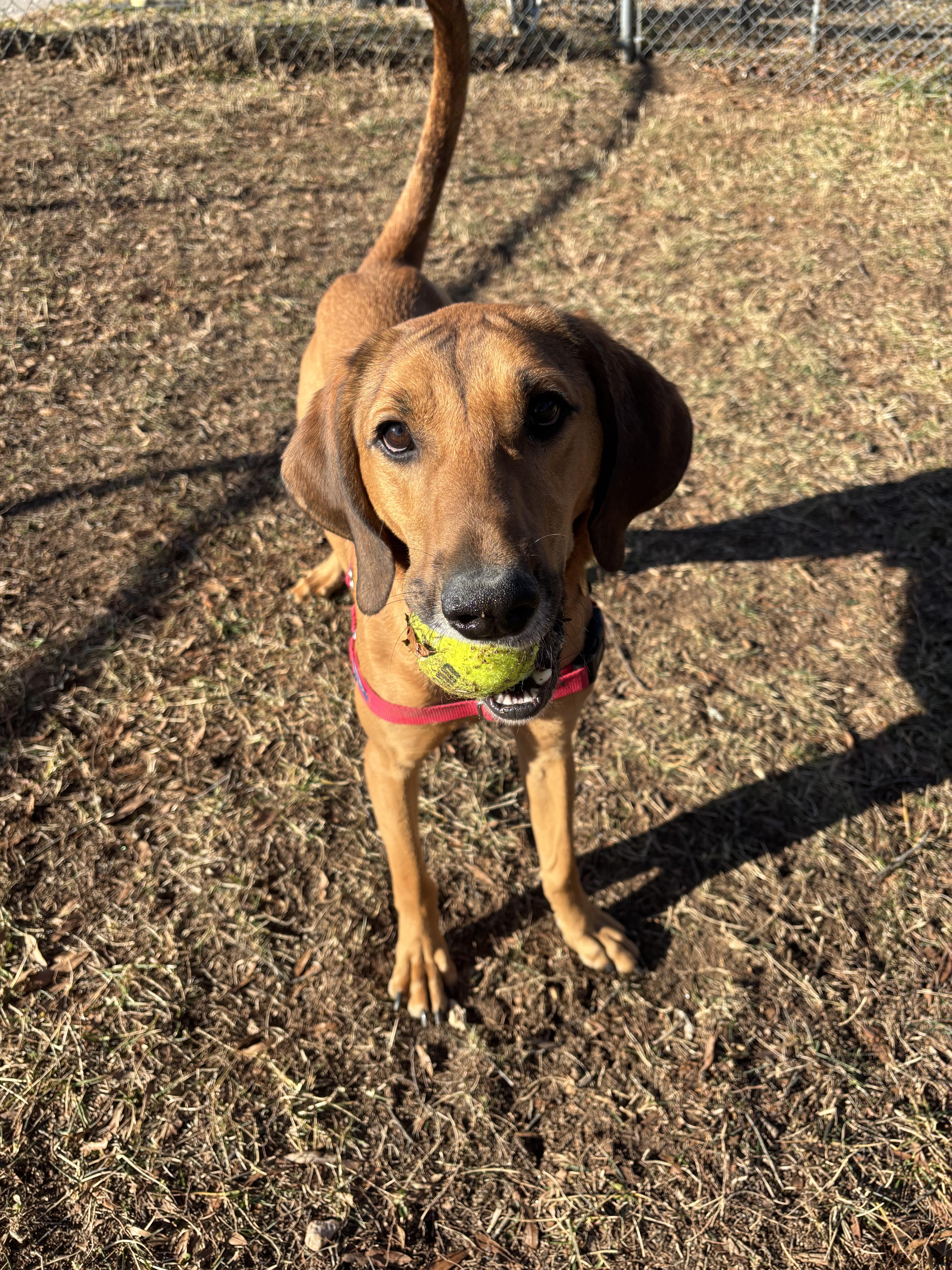 JarJar (North Carolina), Adoptable, Adult Male Hound.