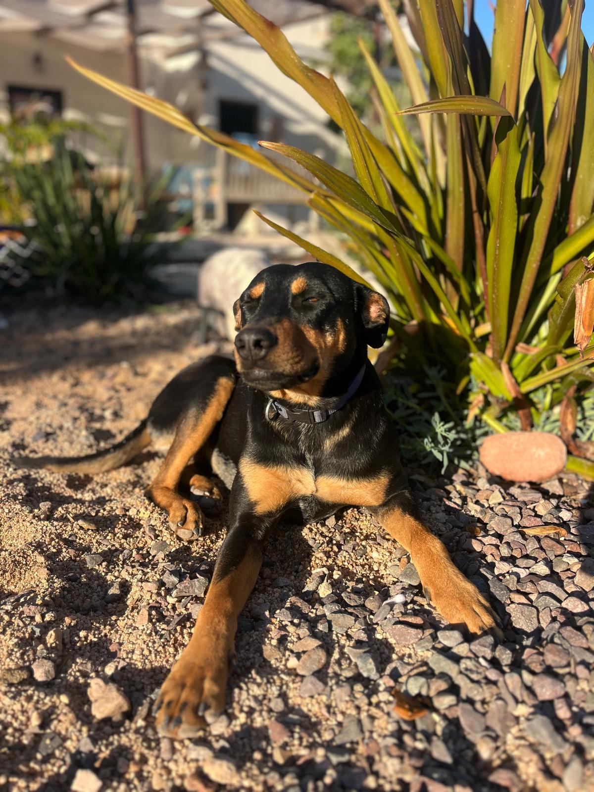 Tom, Adoptable, Adult Male Doberman Pinscher.
