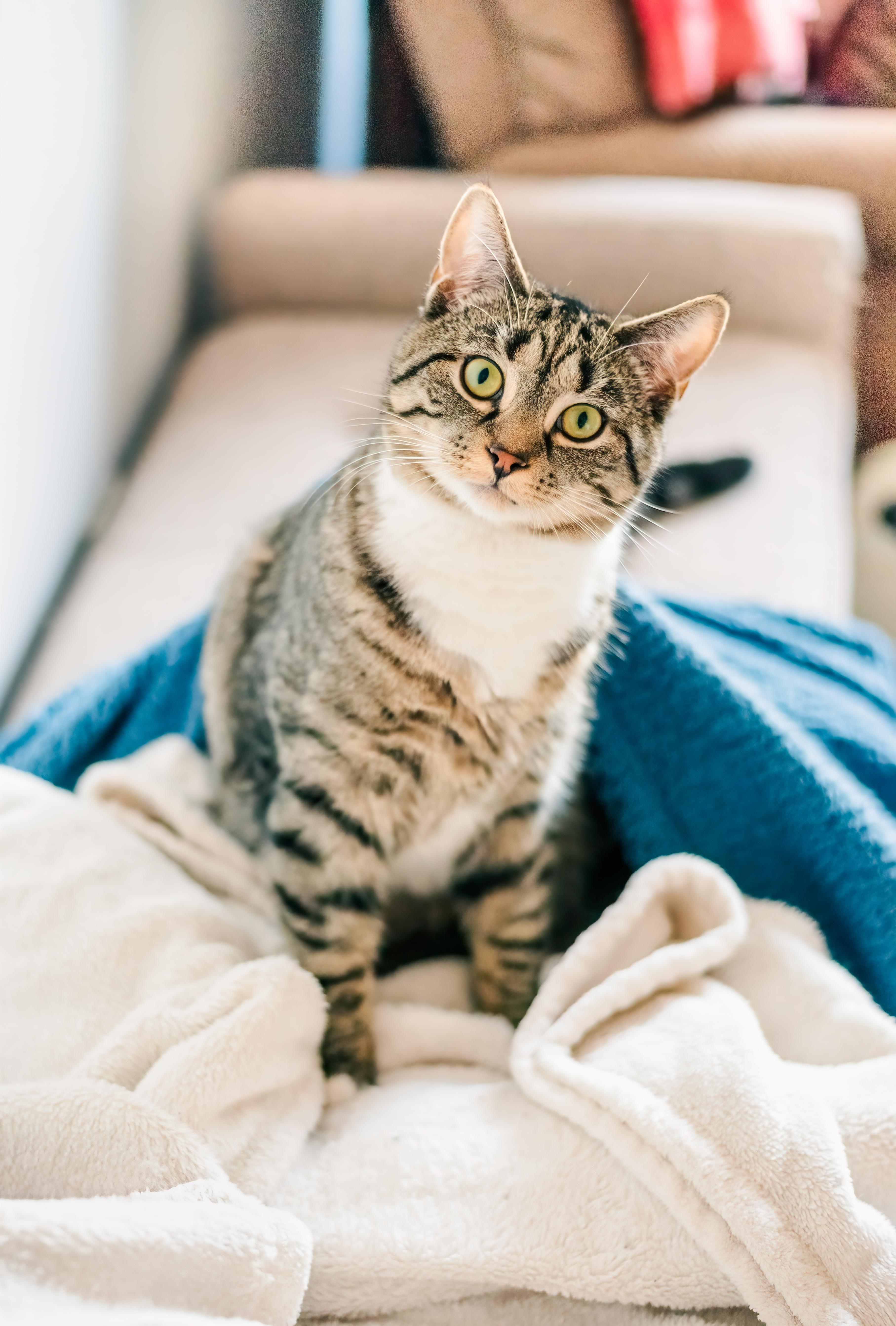 Sterling (paralyzed at waist), Young Male Tabby