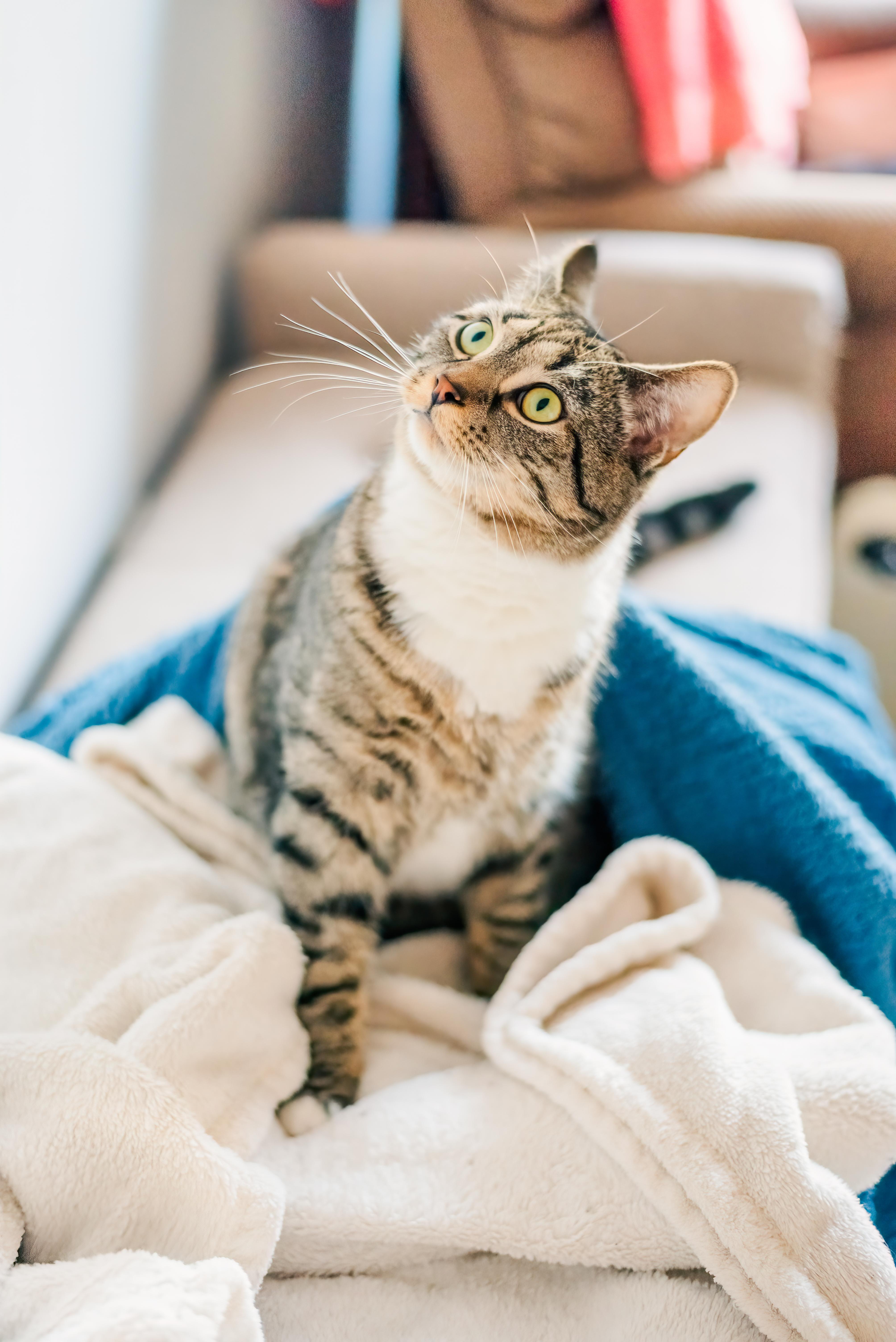 Enlarge Sterling (paralyzed at waist), a Adoptable Tabby in Harrisburg, PA image 2/3