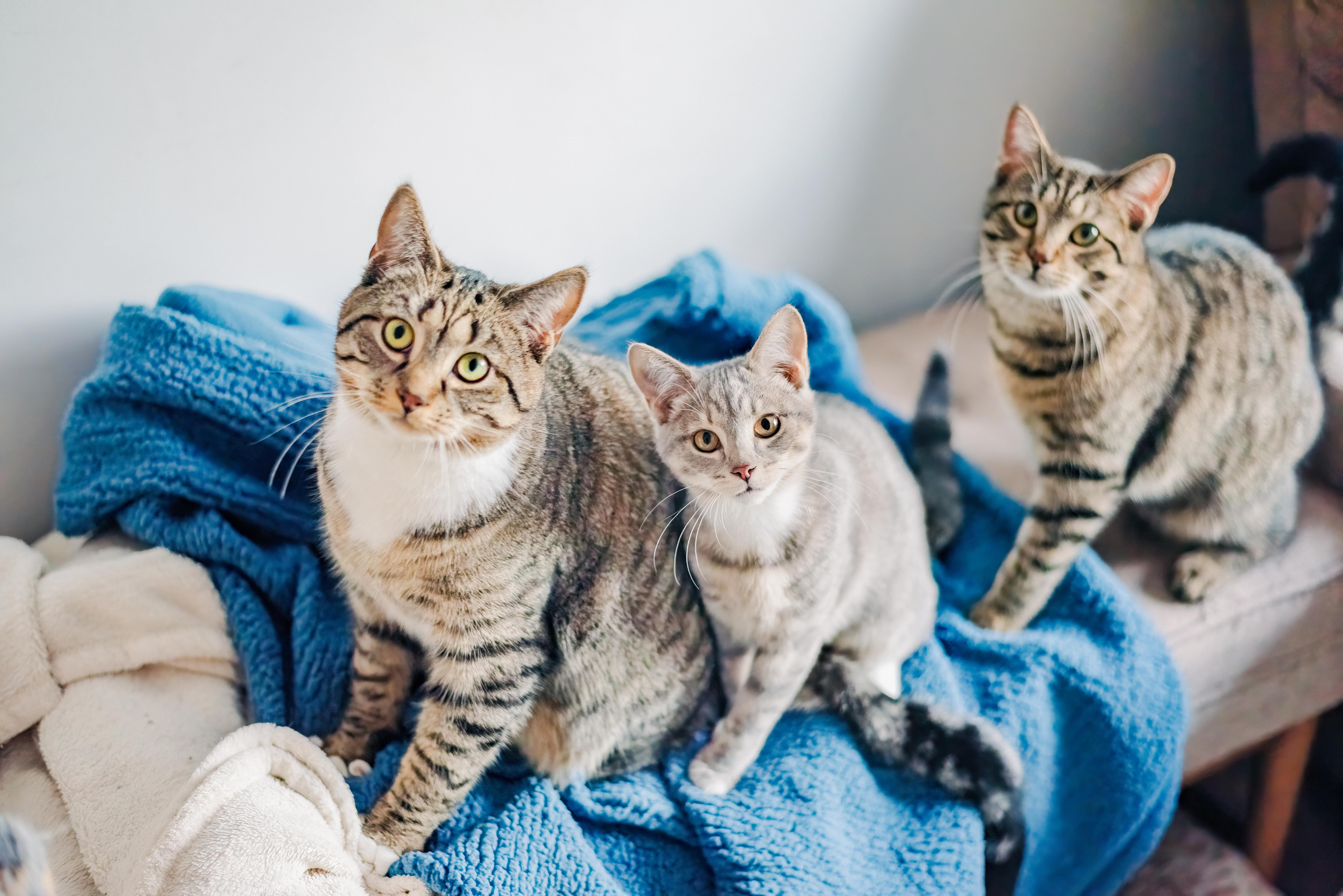 Enlarge Sterling (paralyzed at waist), a Adoptable Tabby in Harrisburg, PA image 3/3