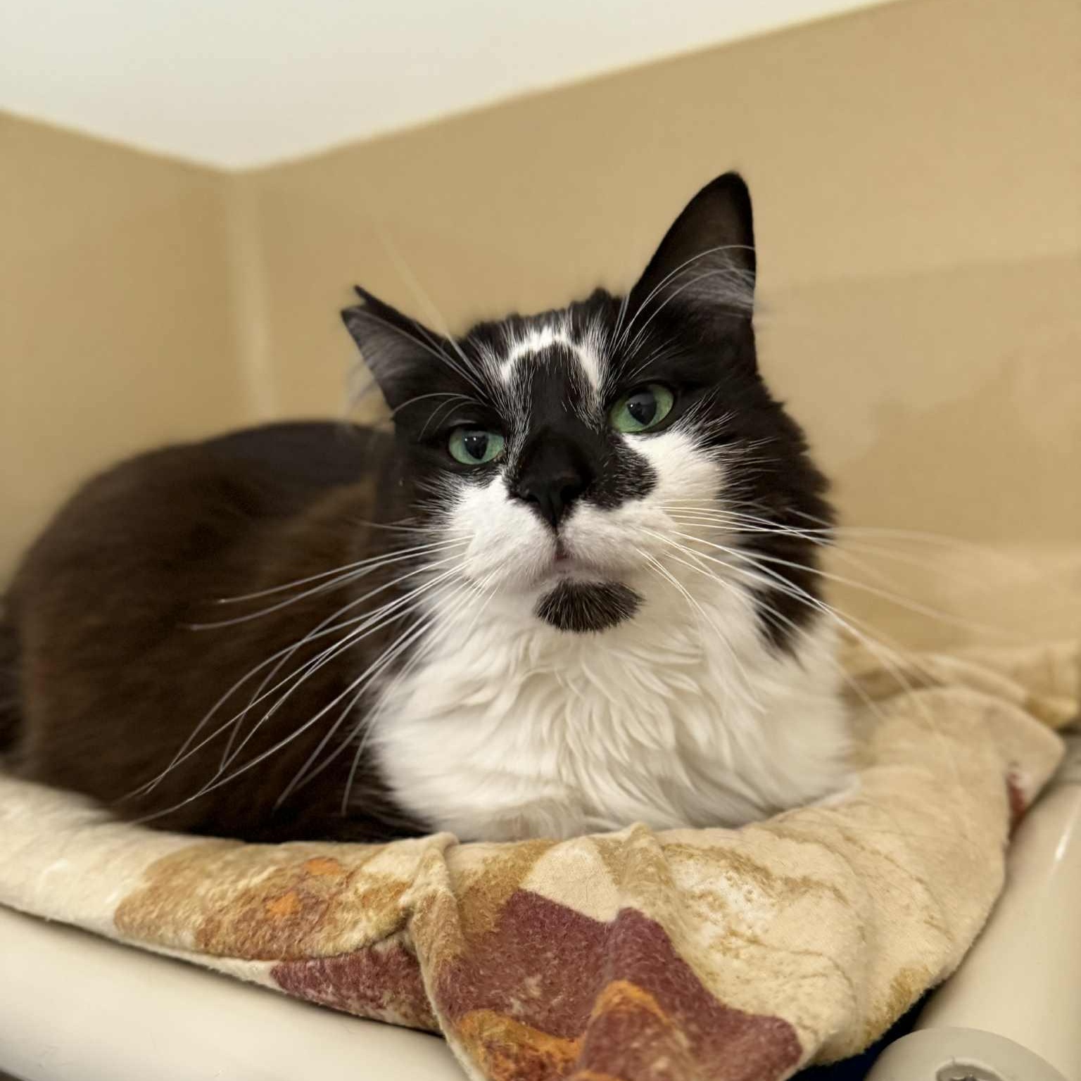 Lu Lu, a Adoptable mixed breed in Penn Yan, NY image 4/5