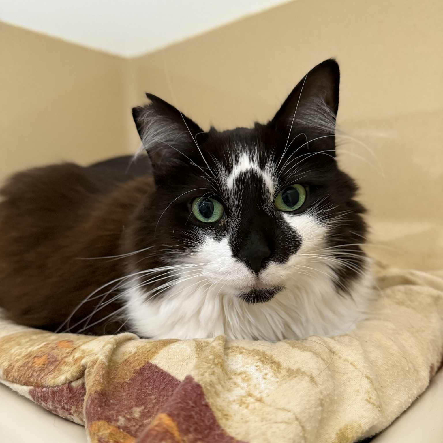 Lu Lu, a Adoptable mixed breed in Penn Yan, NY image 1/5