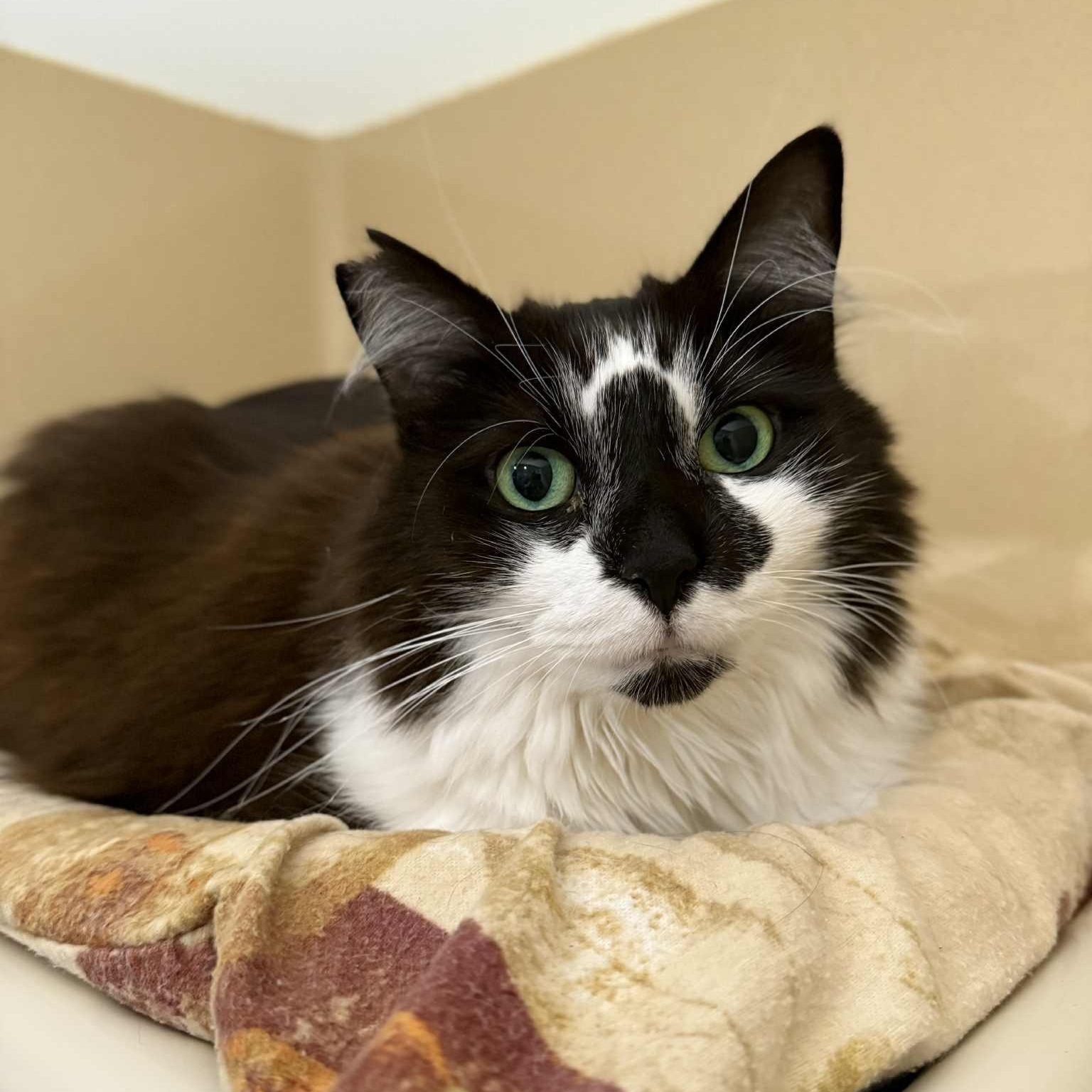 Lu Lu, a Adoptable mixed breed in Penn Yan, NY image 2/5