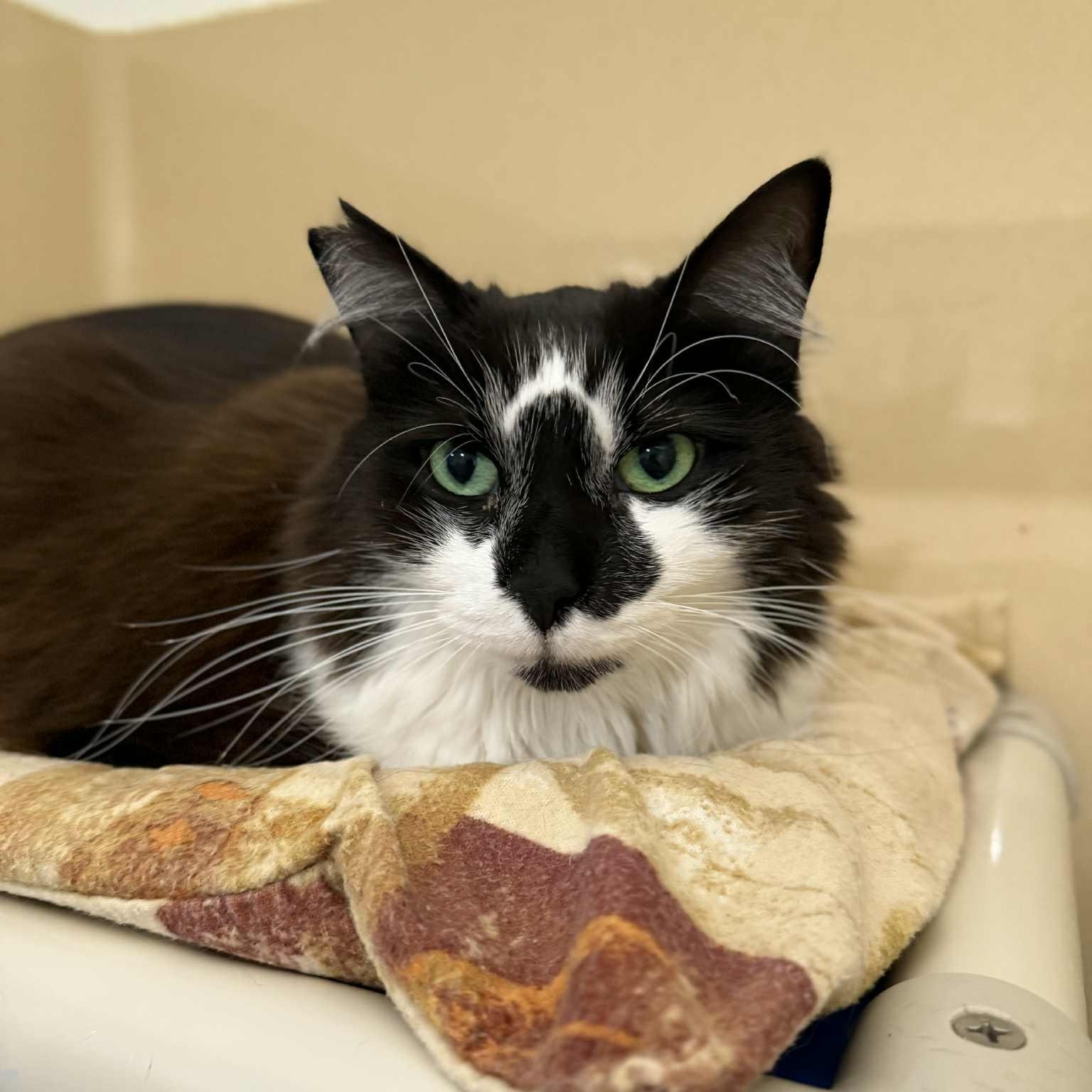 Lu Lu, a Adoptable mixed breed in Penn Yan, NY image 5/5