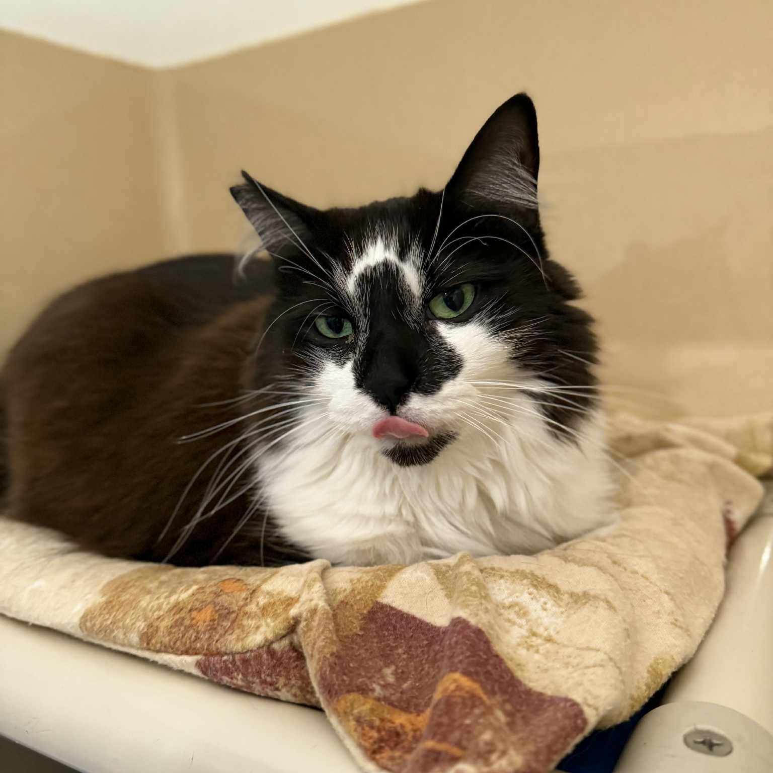 Lu Lu, a Adoptable mixed breed in Penn Yan, NY image 3/5