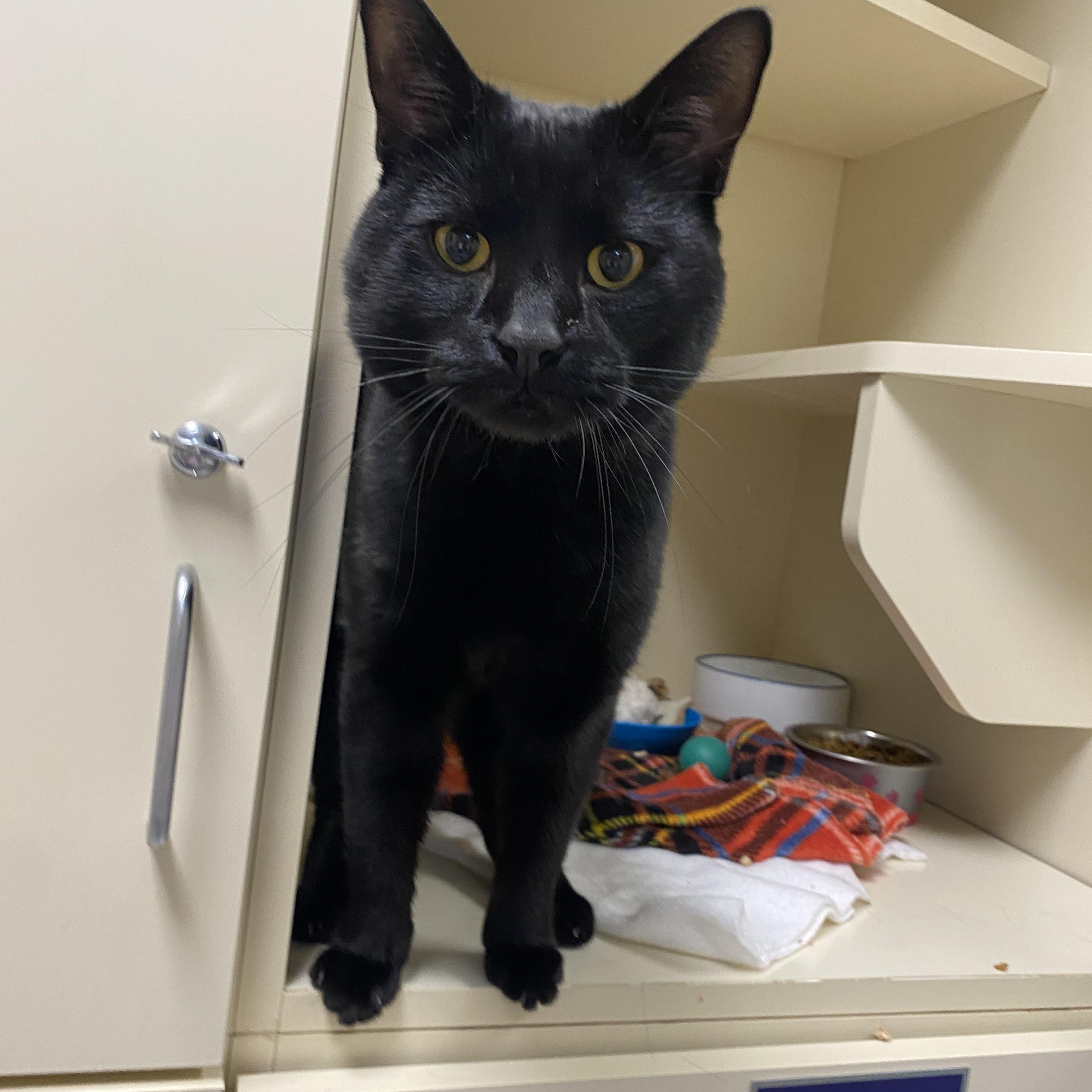 Enlarge Huggy Wuggy, an adopted Domestic Short Hair in Elyria, OH image 2/2