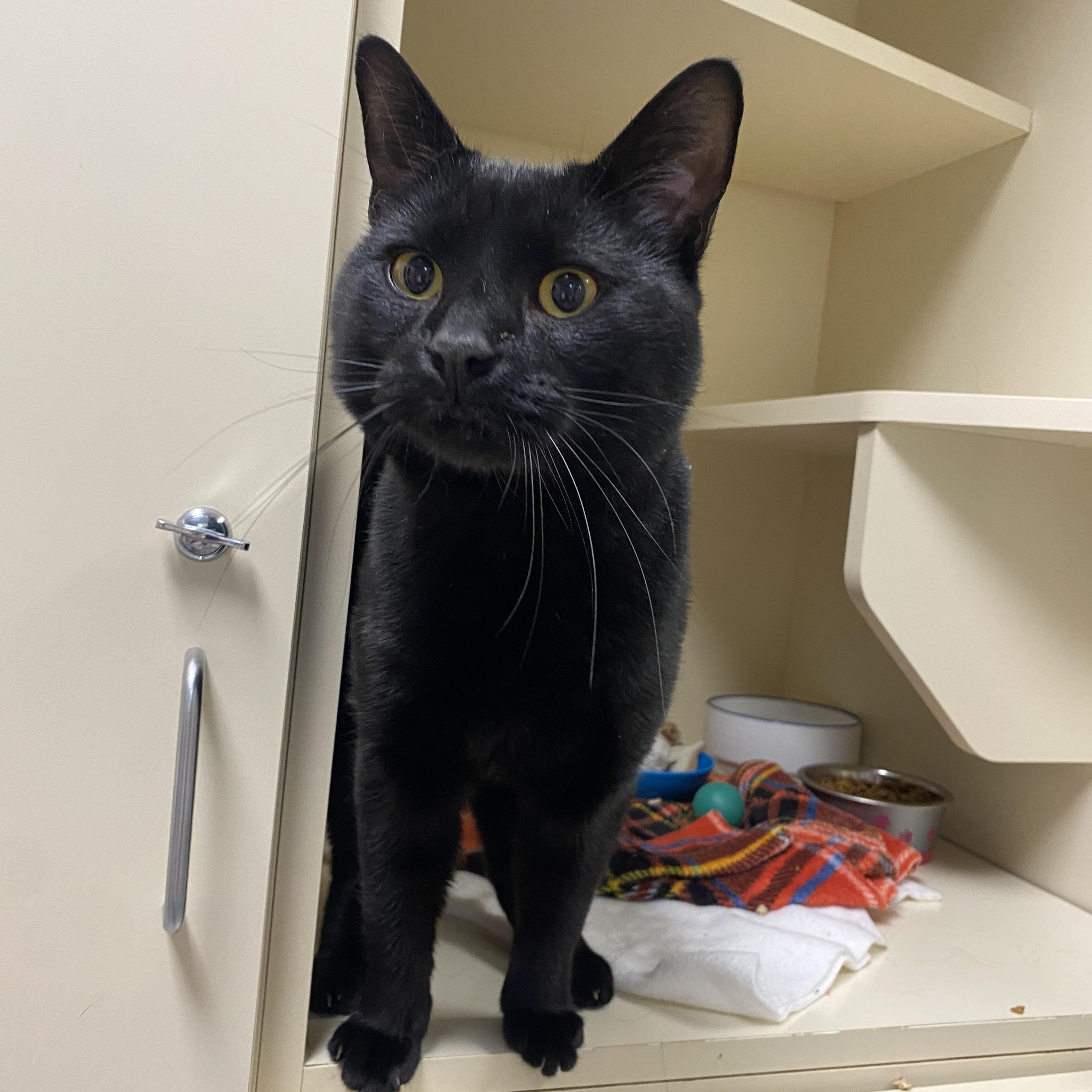 Enlarge Huggy Wuggy, an adopted Domestic Short Hair in Elyria, OH image 1/2