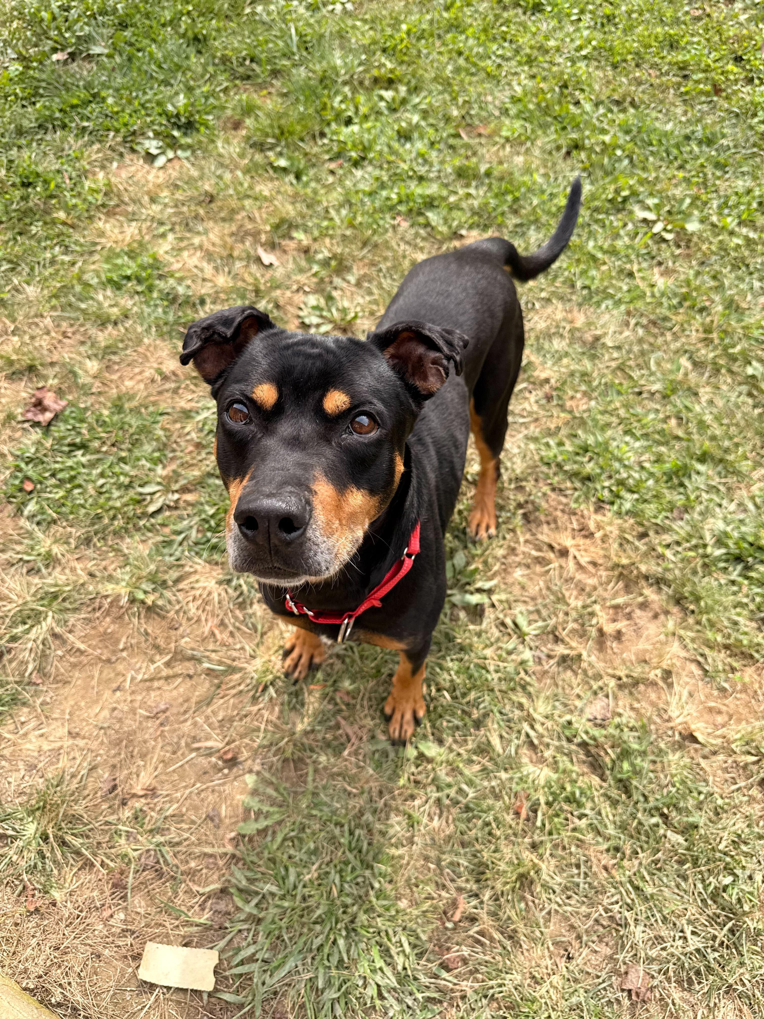 Enlarge King Dee Dee, a Adoptable mixed breed in Maidens, VA image 2/5