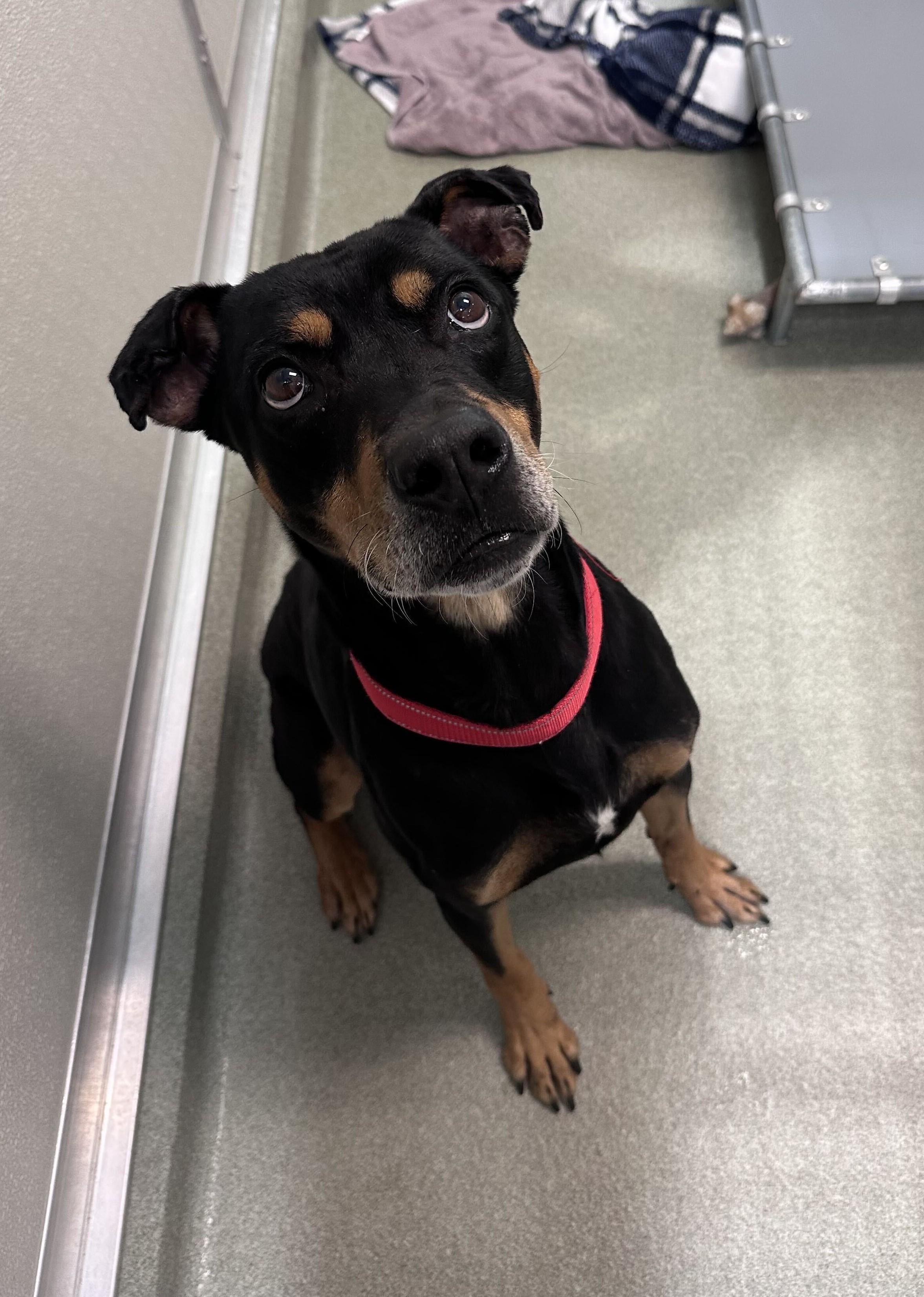 Enlarge King Dee Dee, a Adoptable mixed breed in Maidens, VA image 4/5
