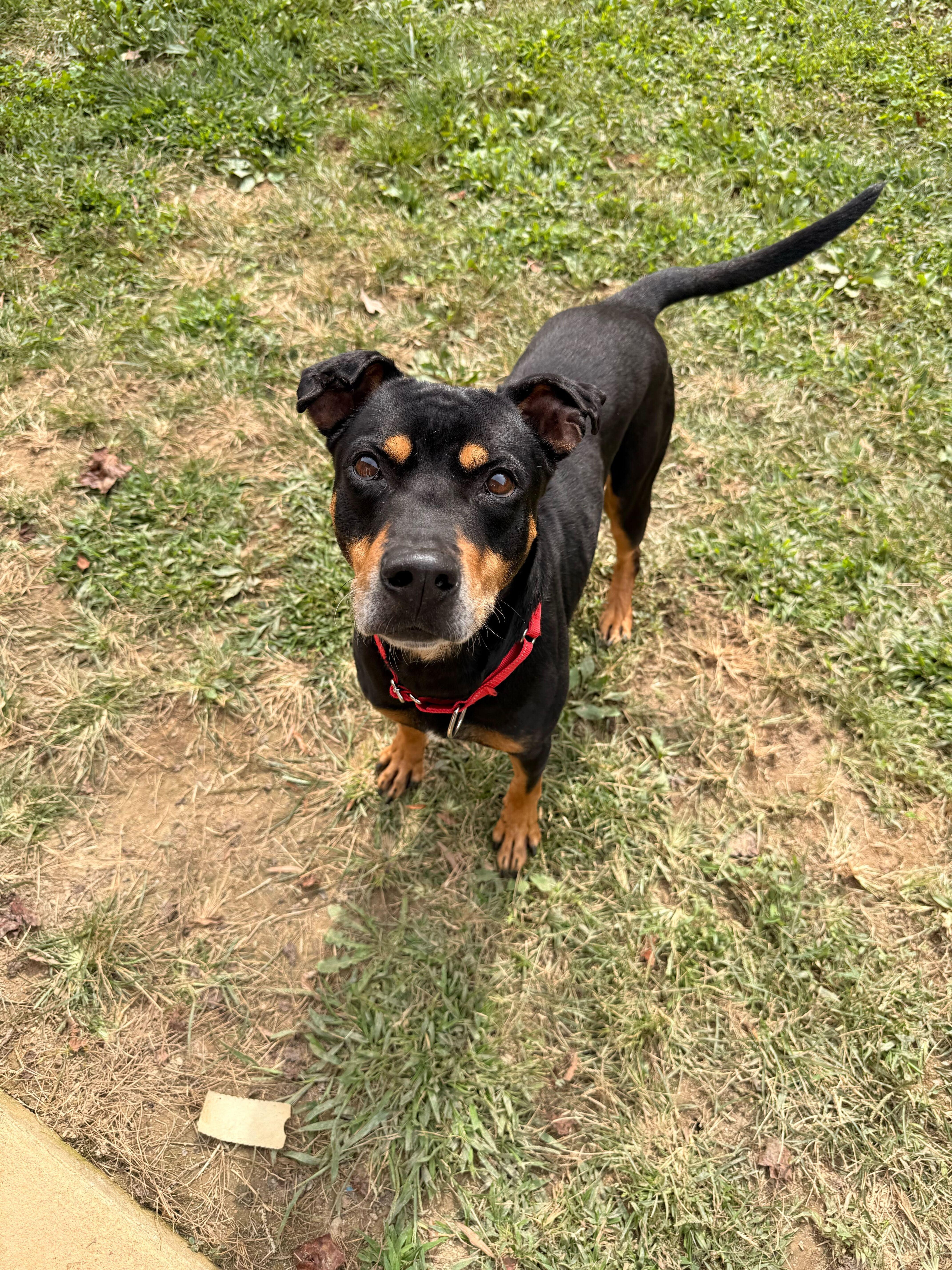 Enlarge King Dee Dee, a Adoptable mixed breed in Maidens, VA image 1/5