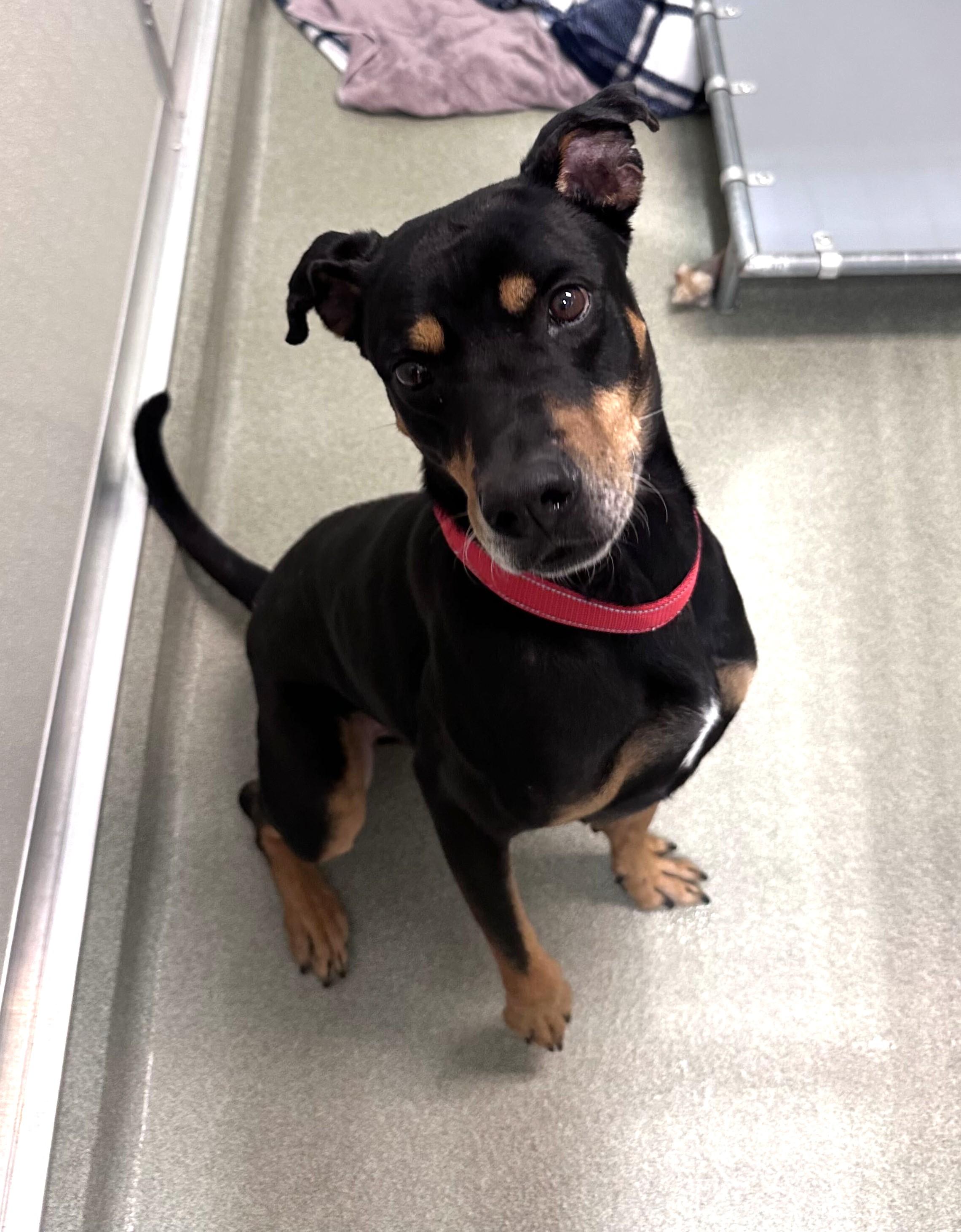Enlarge King Dee Dee, a Adoptable mixed breed in Maidens, VA image 3/5