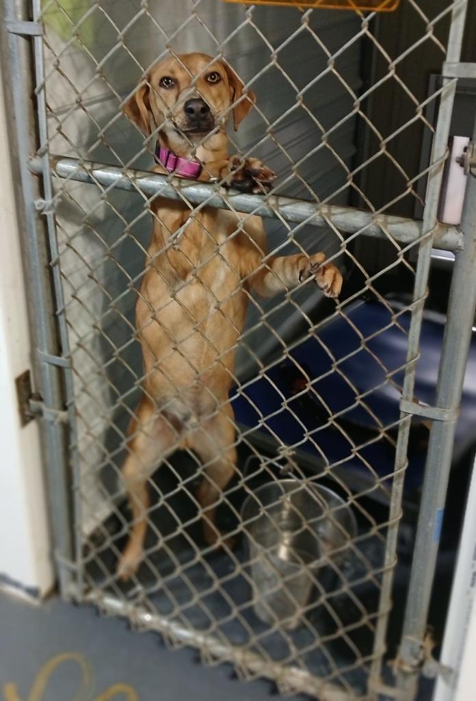 Oscar, Adoptable, Young Male Mixed Breed.