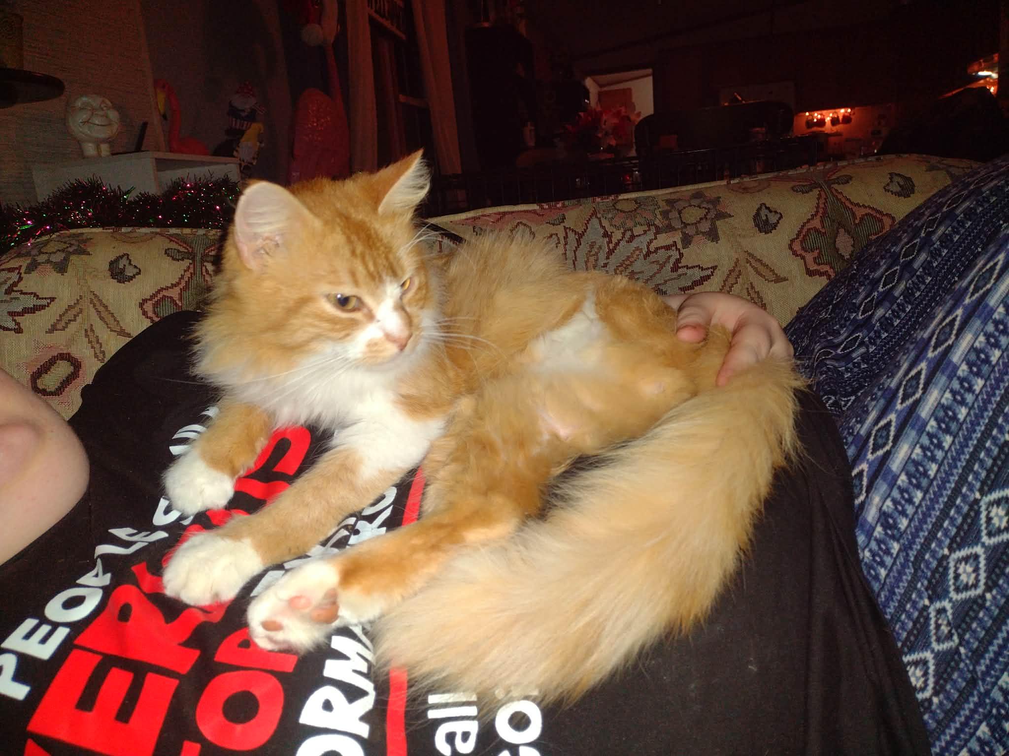 Enlarge Lt Dan, an adopted American Shorthair in Yukon, OK image 1/3