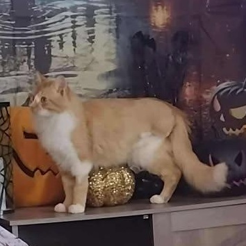 Enlarge Lt Dan, an adopted American Shorthair in Yukon, OK image 2/3